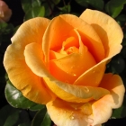 Edelrose Candlelight / Rosa Hybride Candlelight